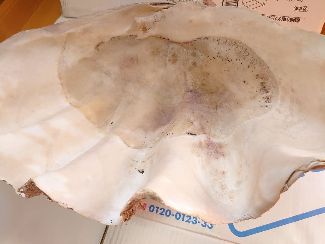 オオシャコガイ シャコ貝 約67×約44×24ｃｍ 約28ｋｇ 希少 天然