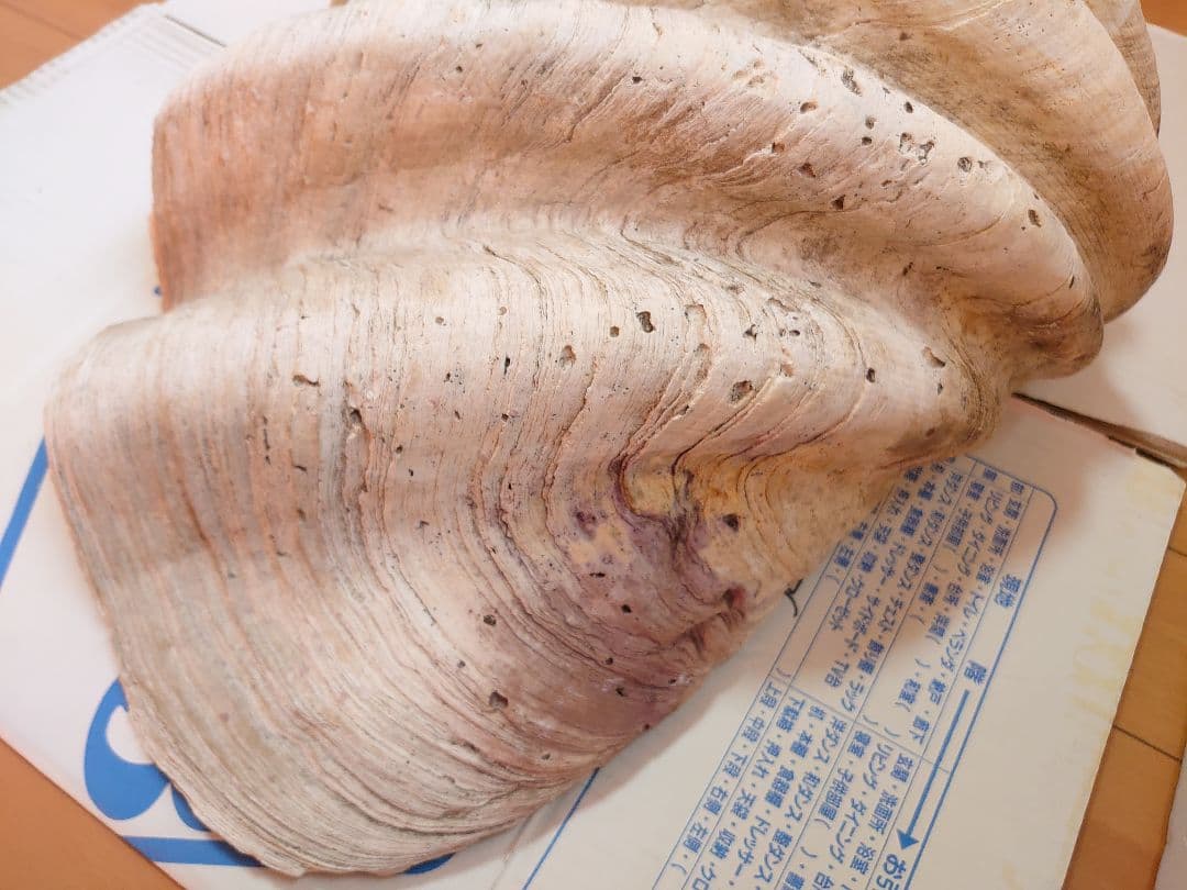 オオシャコガイ シャコ貝 約67×約44×24ｃｍ 約28ｋｇ 希少 天然