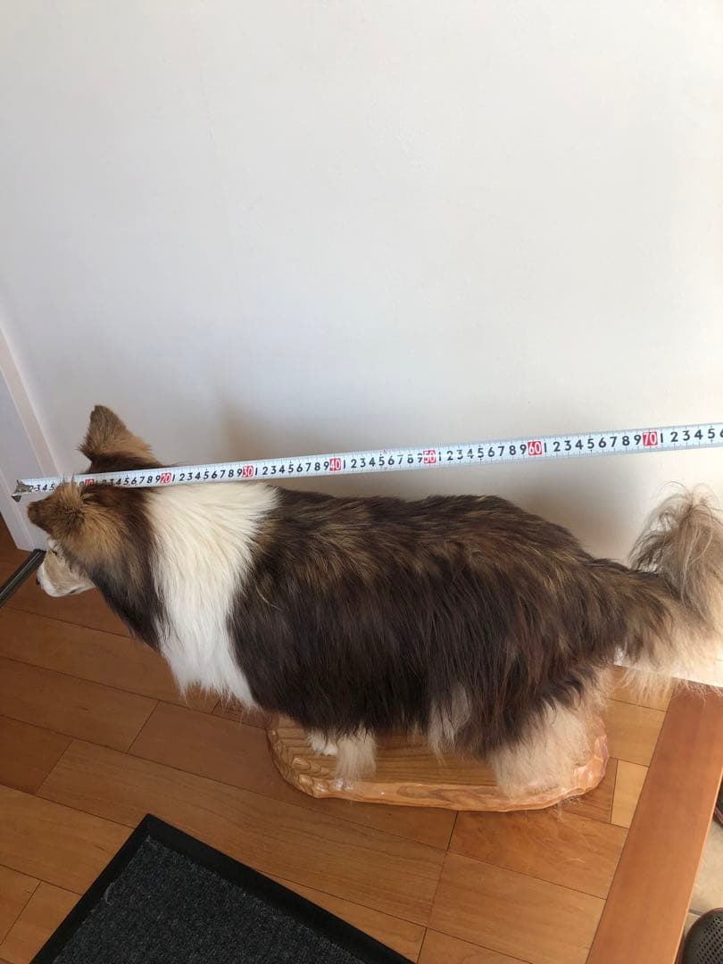 Taxidermy リアル犬の置物 茶色と白 約