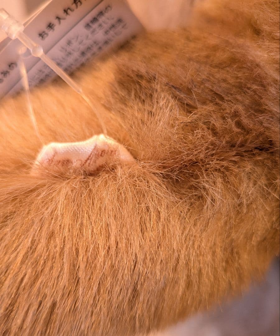 となりのトロロ　ネコバス　特大　ぬいぐるみ　新品　3L　ジブリ　80cm