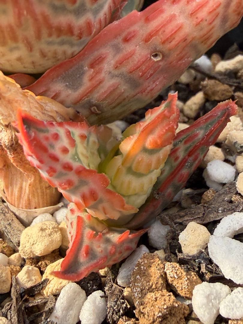 アロエ　ハイブリッド　Aloe hybrid 第四種　Jan-5
