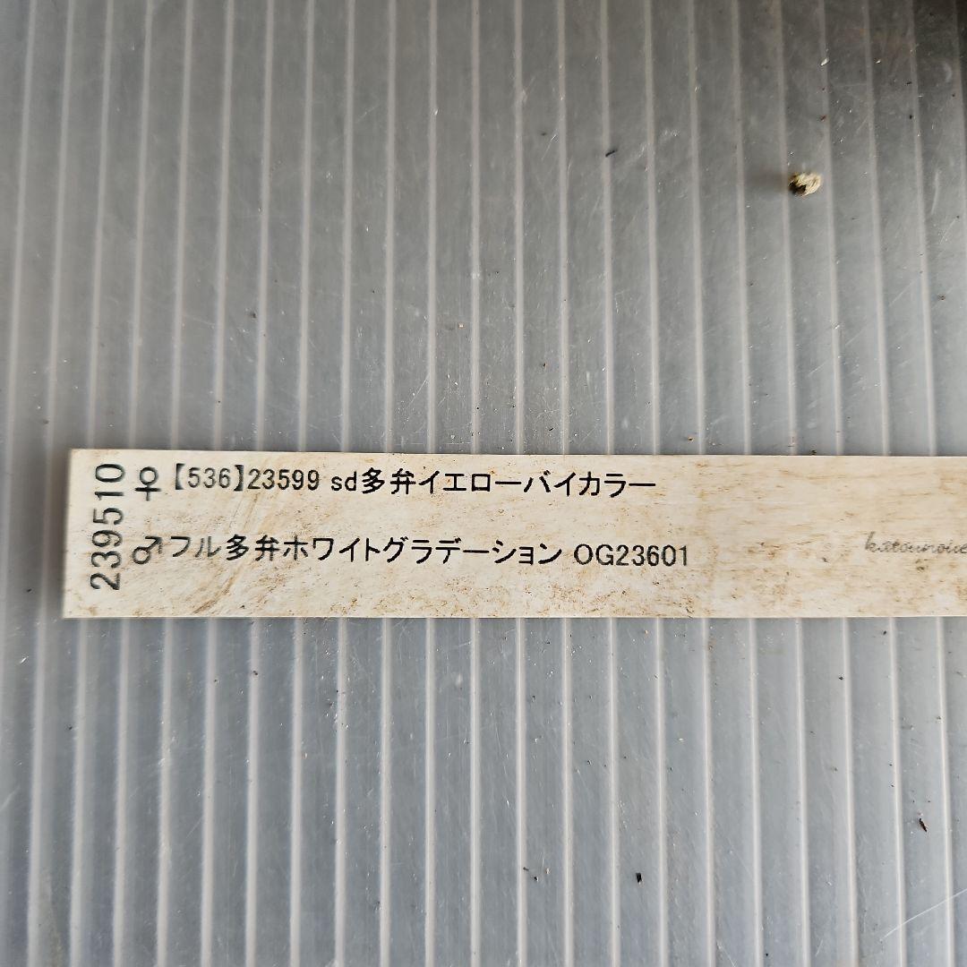 ㉖-690クリスマスローズ
