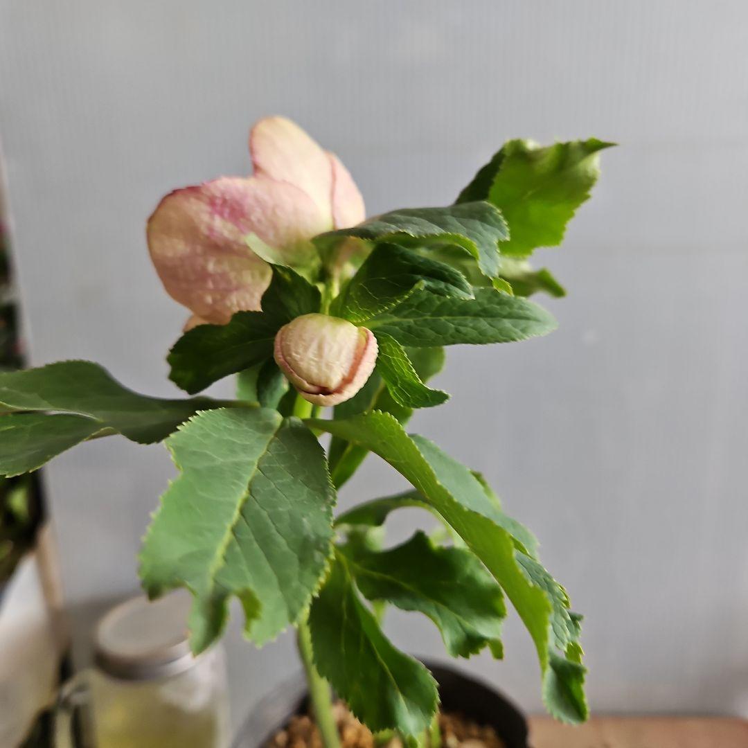 ㉖-690クリスマスローズ