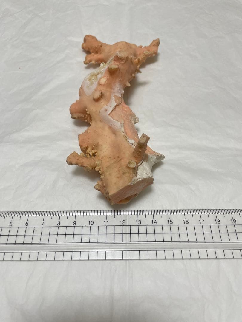 珊瑚サンゴ、桃珊瑚、ピンク珊瑚原木の置物