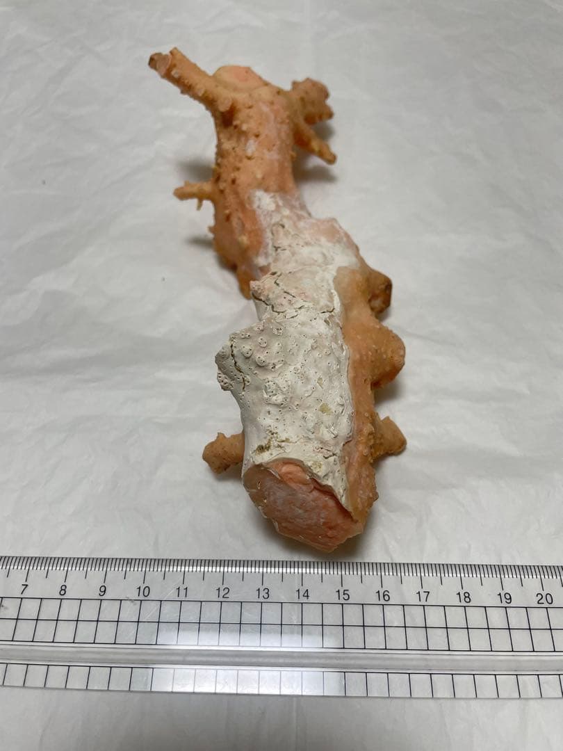 珊瑚サンゴ、桃珊瑚、ピンク珊瑚原木の置物