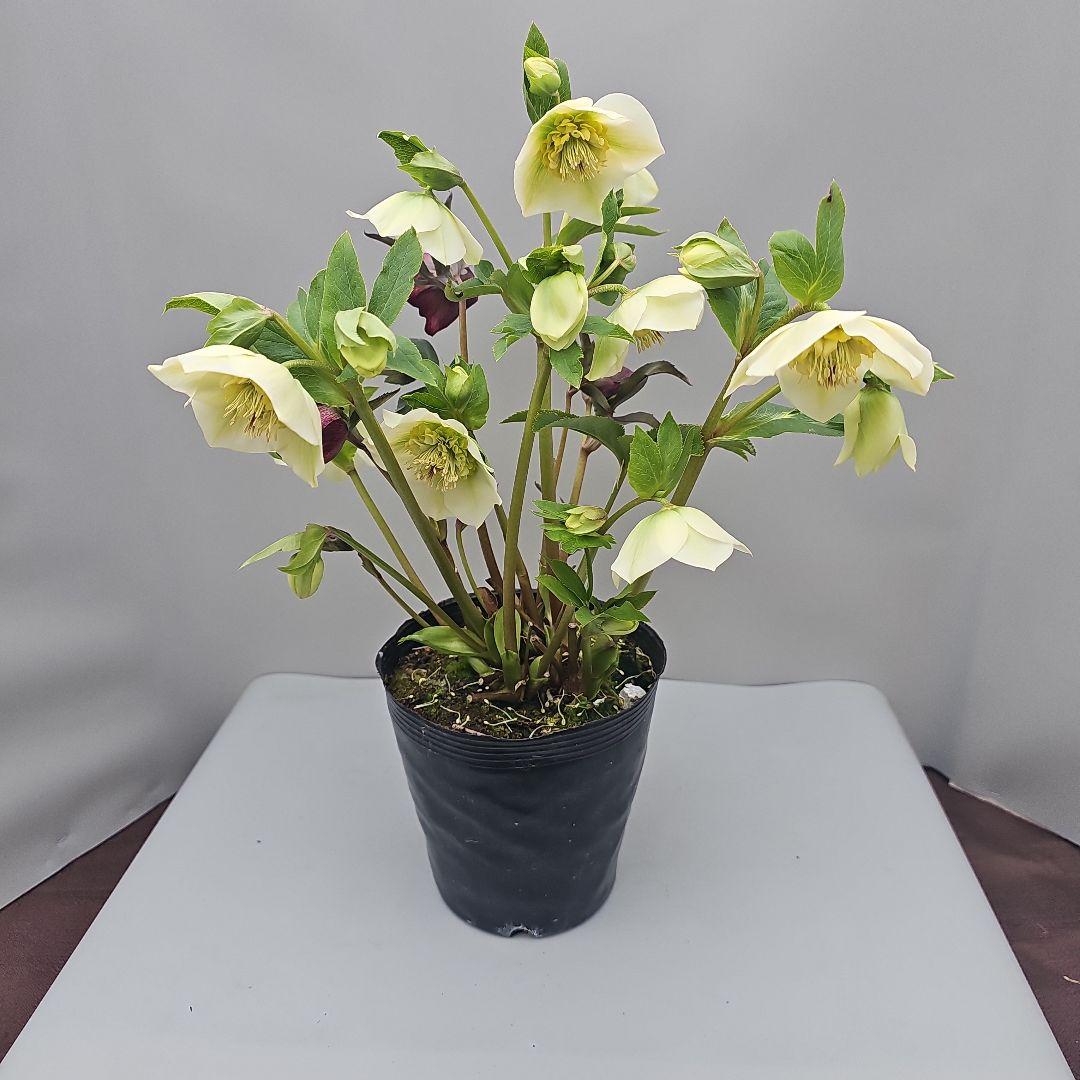 クリスマスローズ５号二種植え