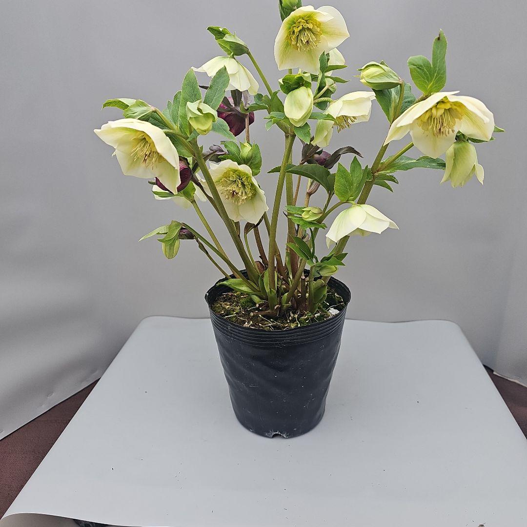 クリスマスローズ５号二種植え