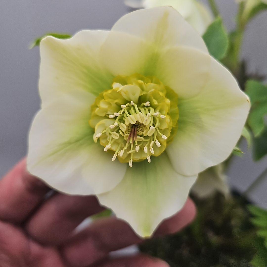 クリスマスローズ５号二種植え