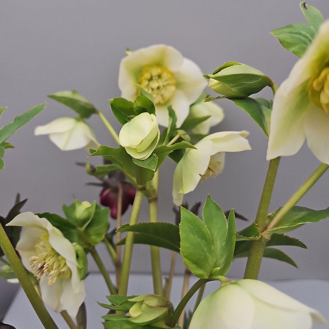 クリスマスローズ５号二種植え