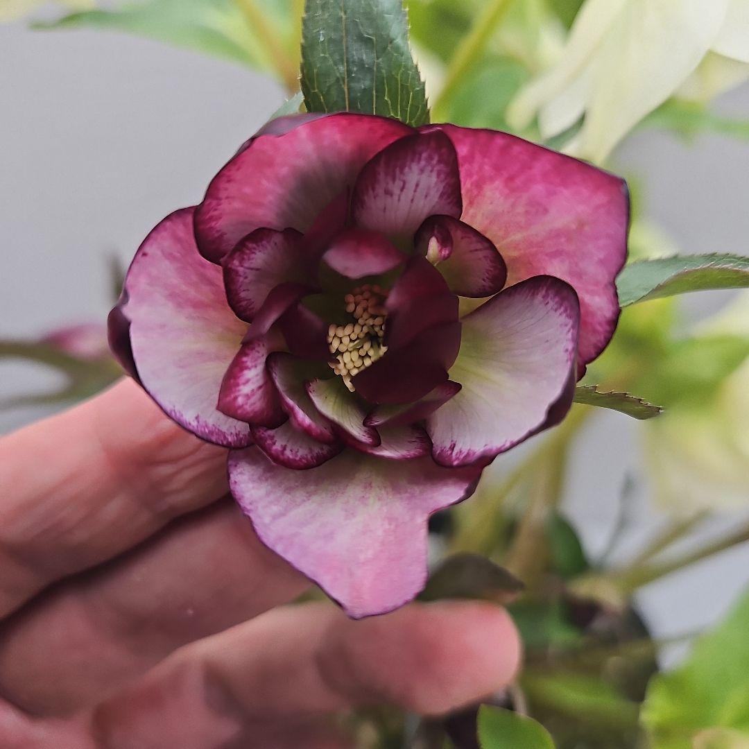 クリスマスローズ５号二種植え