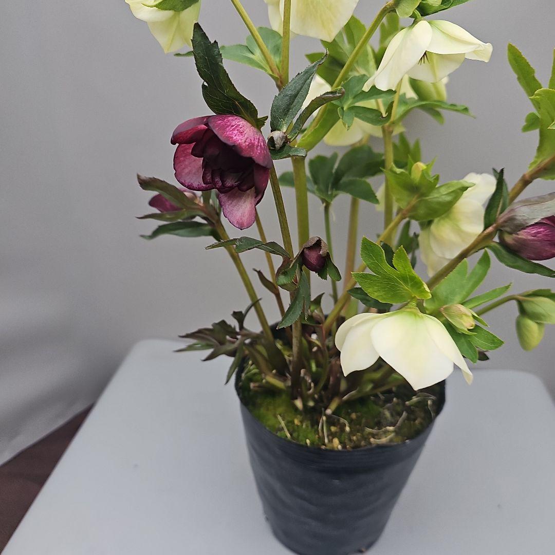 クリスマスローズ５号二種植え