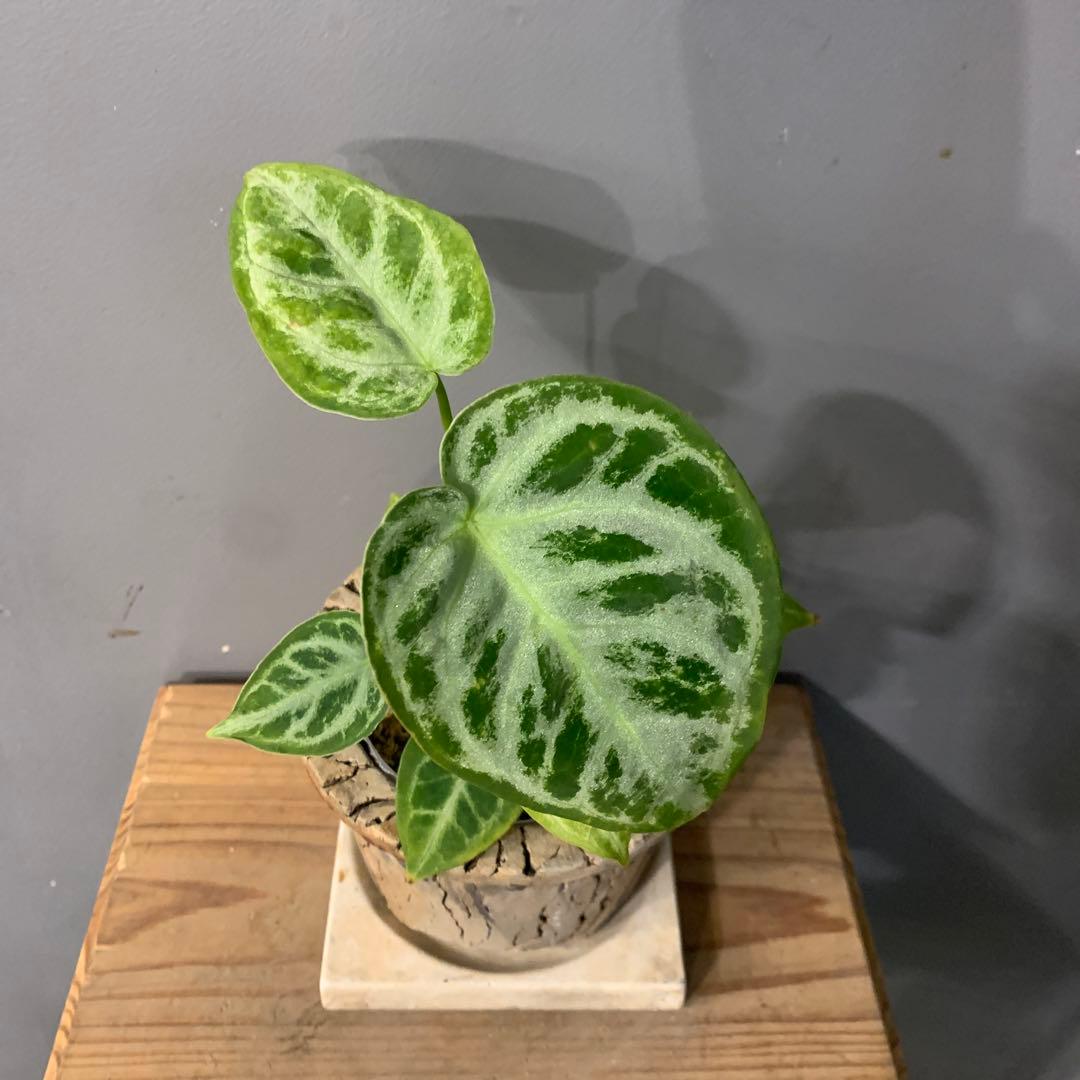 アンスリウム シルバーブラッシュ 陶器鉢 お皿付き