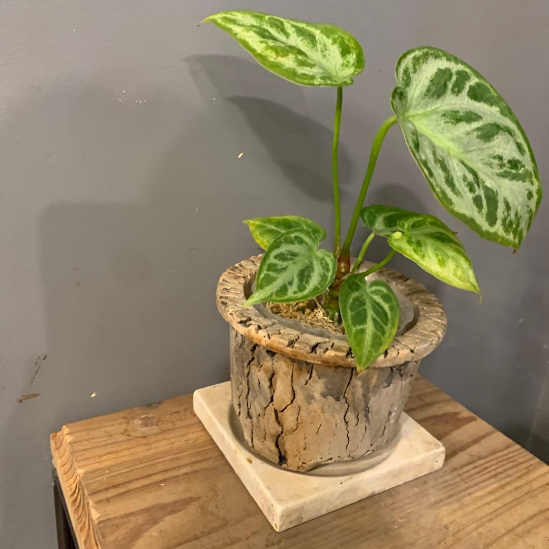 アンスリウム シルバーブラッシュ 陶器鉢 お皿付き