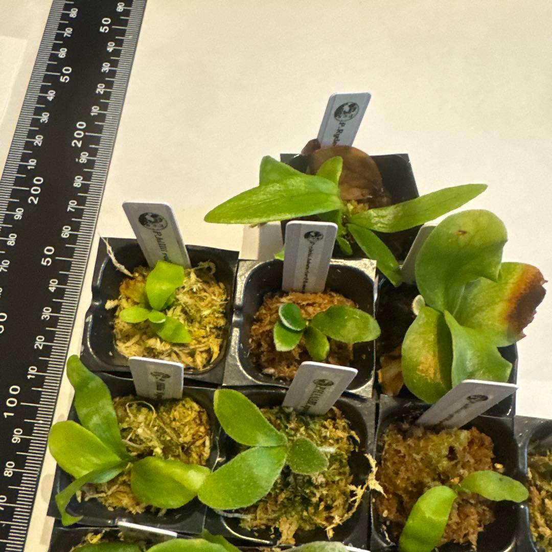 ビカクシダセット17株 ホワイトギズモ、サタヒップ、マダガスカリエンセなど