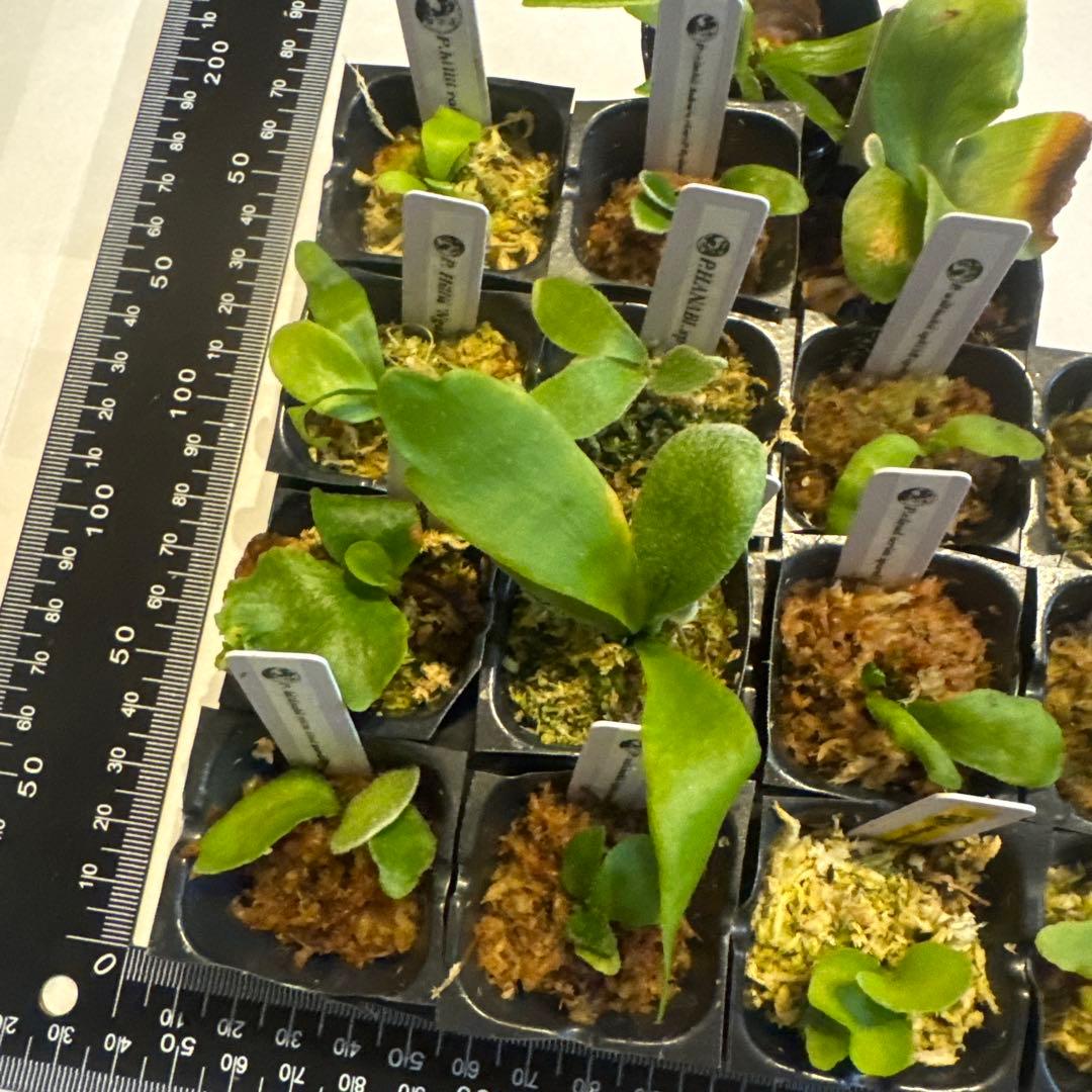 ビカクシダセット17株 ホワイトギズモ、サタヒップ、マダガスカリエンセなど