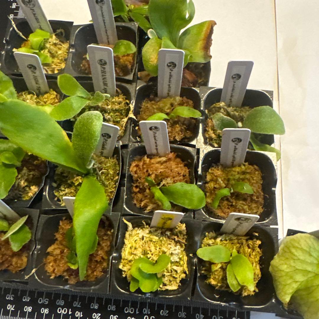 ビカクシダセット17株 ホワイトギズモ、サタヒップ、マダガスカリエンセなど