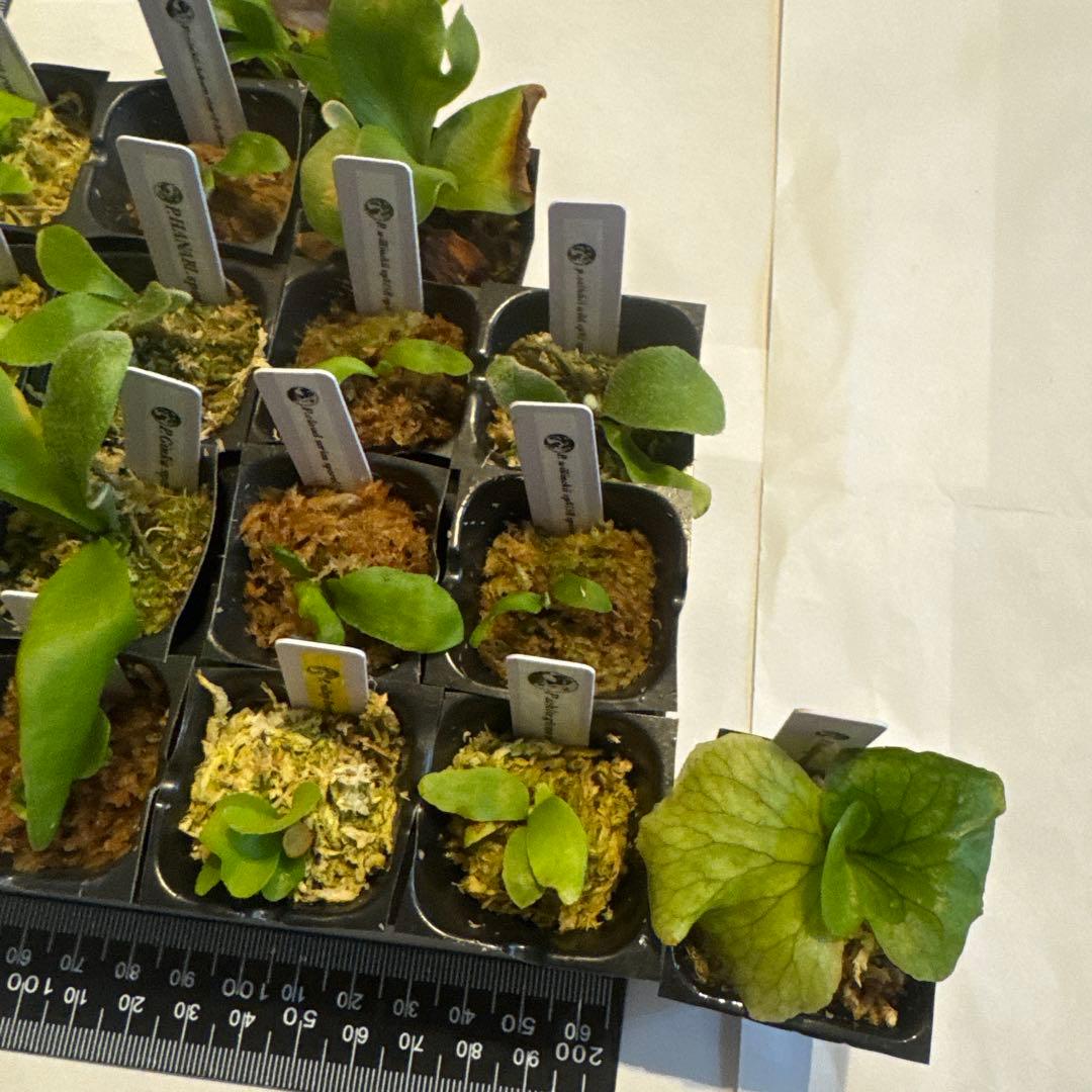 ビカクシダセット17株 ホワイトギズモ、サタヒップ、マダガスカリエンセなど