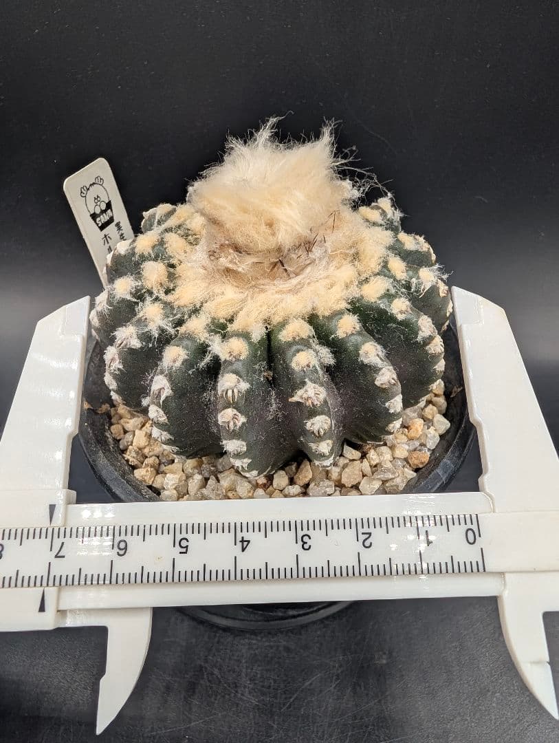 ホルスティ 実生 鉢植えメルカリ便送料込み