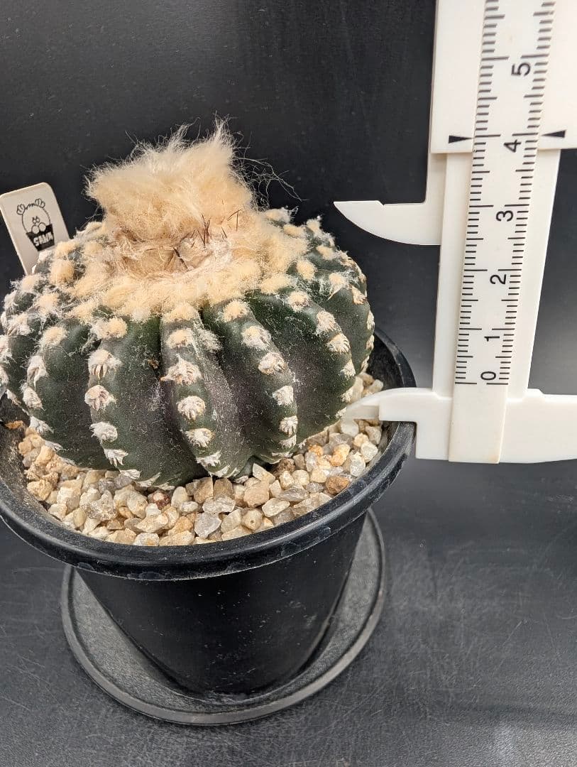 ホルスティ 実生 鉢植えメルカリ便送料込み