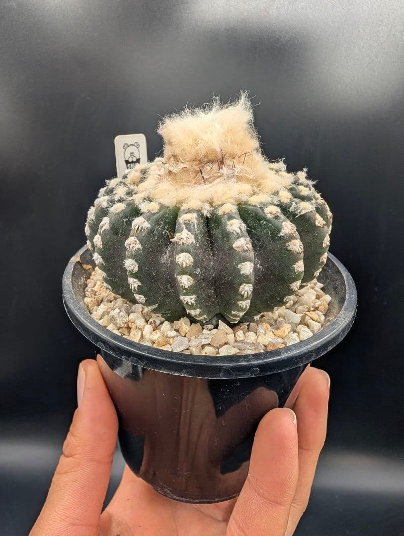 ホルスティ 実生 鉢植えメルカリ便送料込み