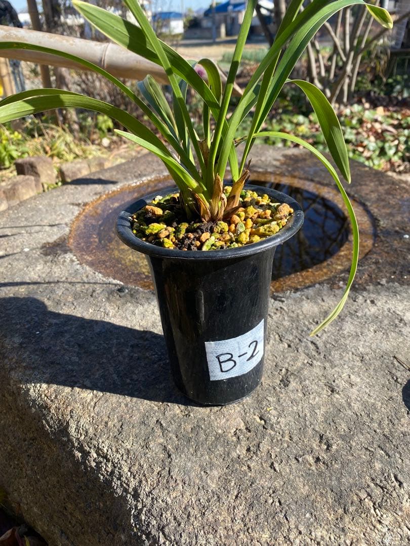 キンリョウヘン花芽付き2鉢 日本蜜蜂の蜜蝋(60〜80g)サービス付き