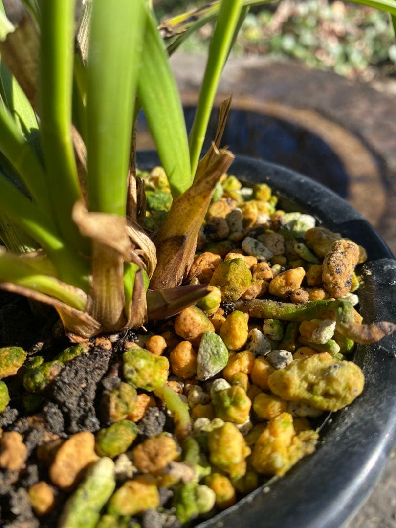 キンリョウヘン花芽付き2鉢 日本蜜蜂の蜜蝋(60〜80g)サービス付き