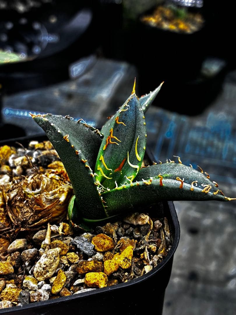 AGAVE TITANOTA GODZILLA OC 胴切り子株