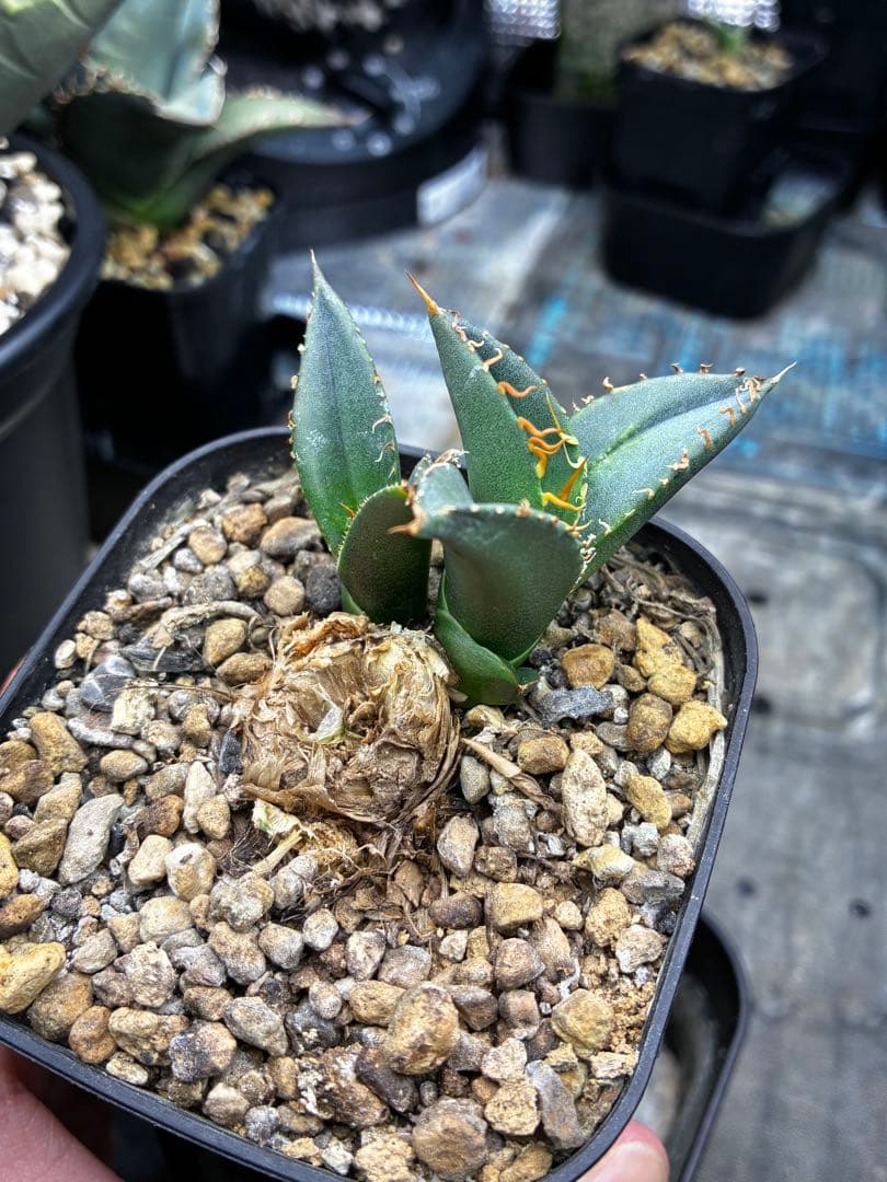 AGAVE TITANOTA GODZILLA OC 胴切り子株