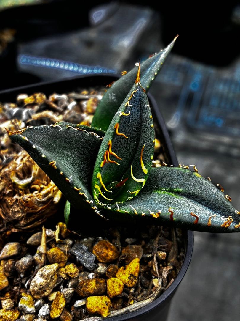 AGAVE TITANOTA GODZILLA OC 胴切り子株