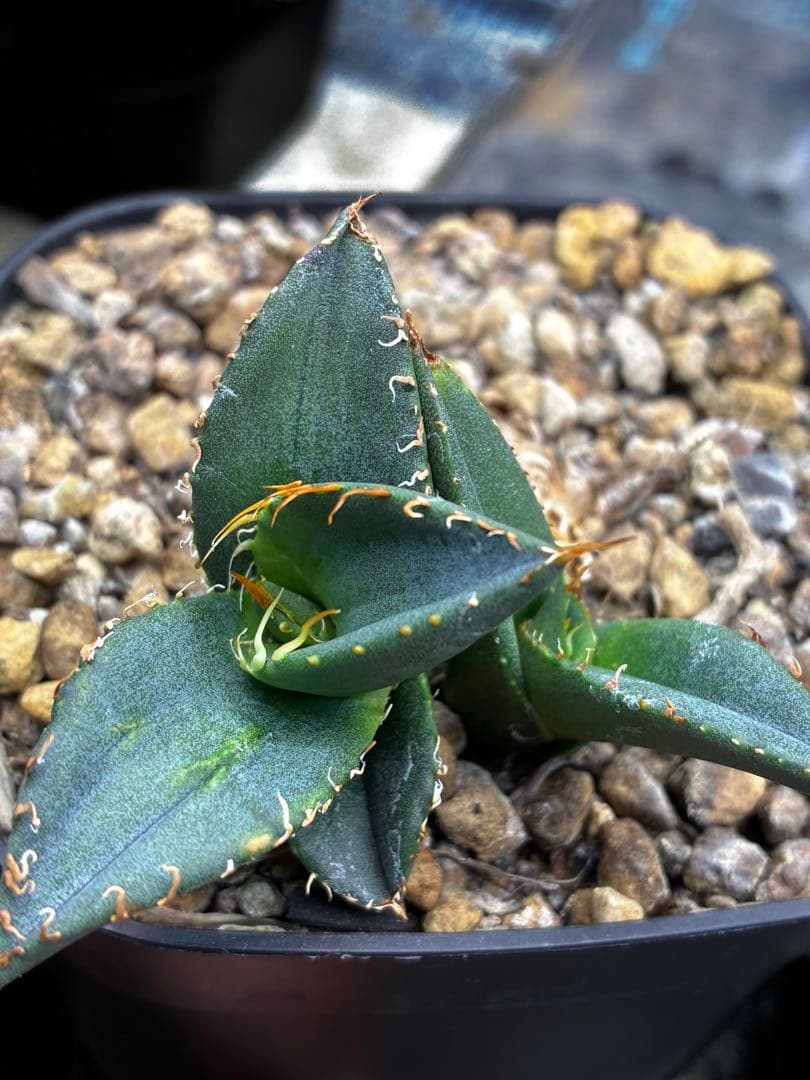 AGAVE TITANOTA GODZILLA OC 胴切り子株