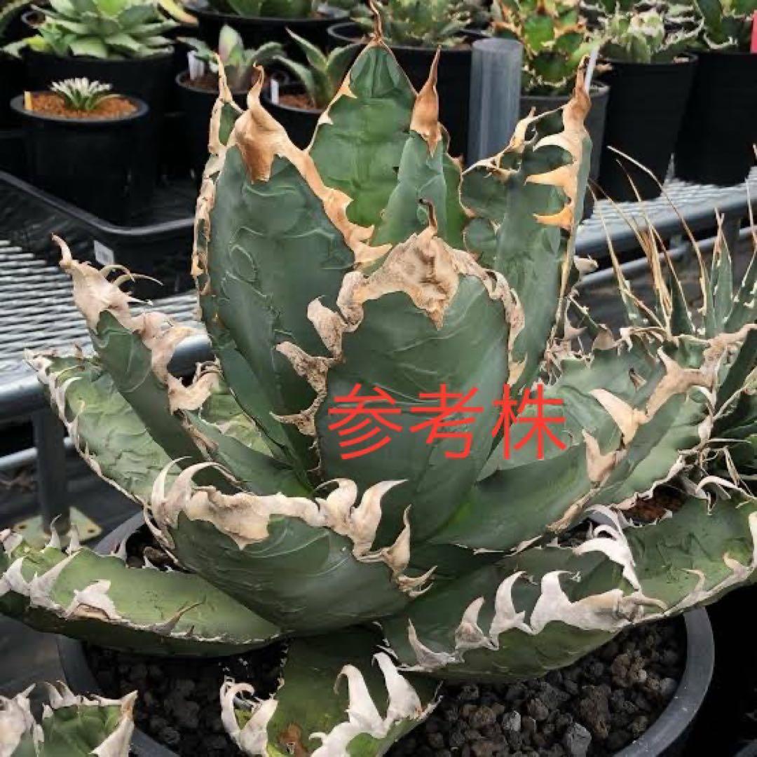 AGAVE TITANOTA GODZILLA OC 胴切り子株