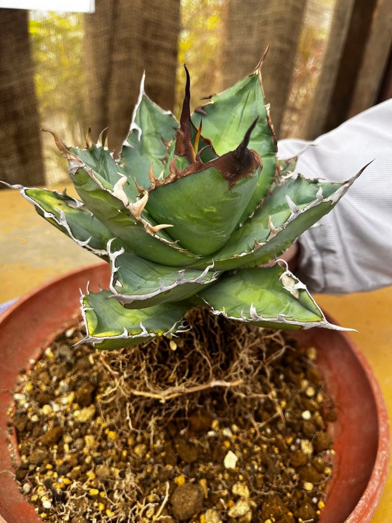 AGAVE TITANOTA GODZILLA OC 胴切り子株