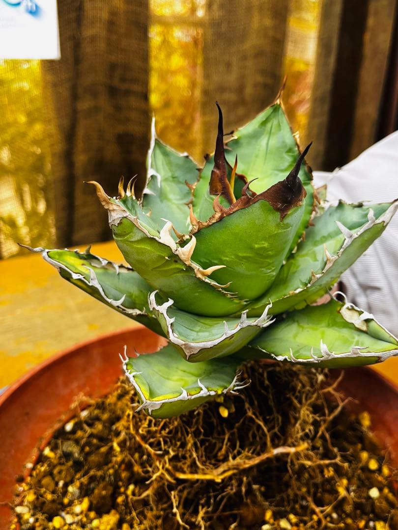 AGAVE TITANOTA GODZILLA OC 胴切り子株
