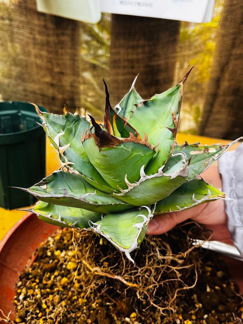 AGAVE TITANOTA GODZILLA OC 胴切り子株