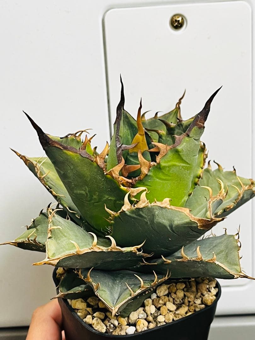 AGAVE TITANOTA GODZILLA OC 胴切り子株