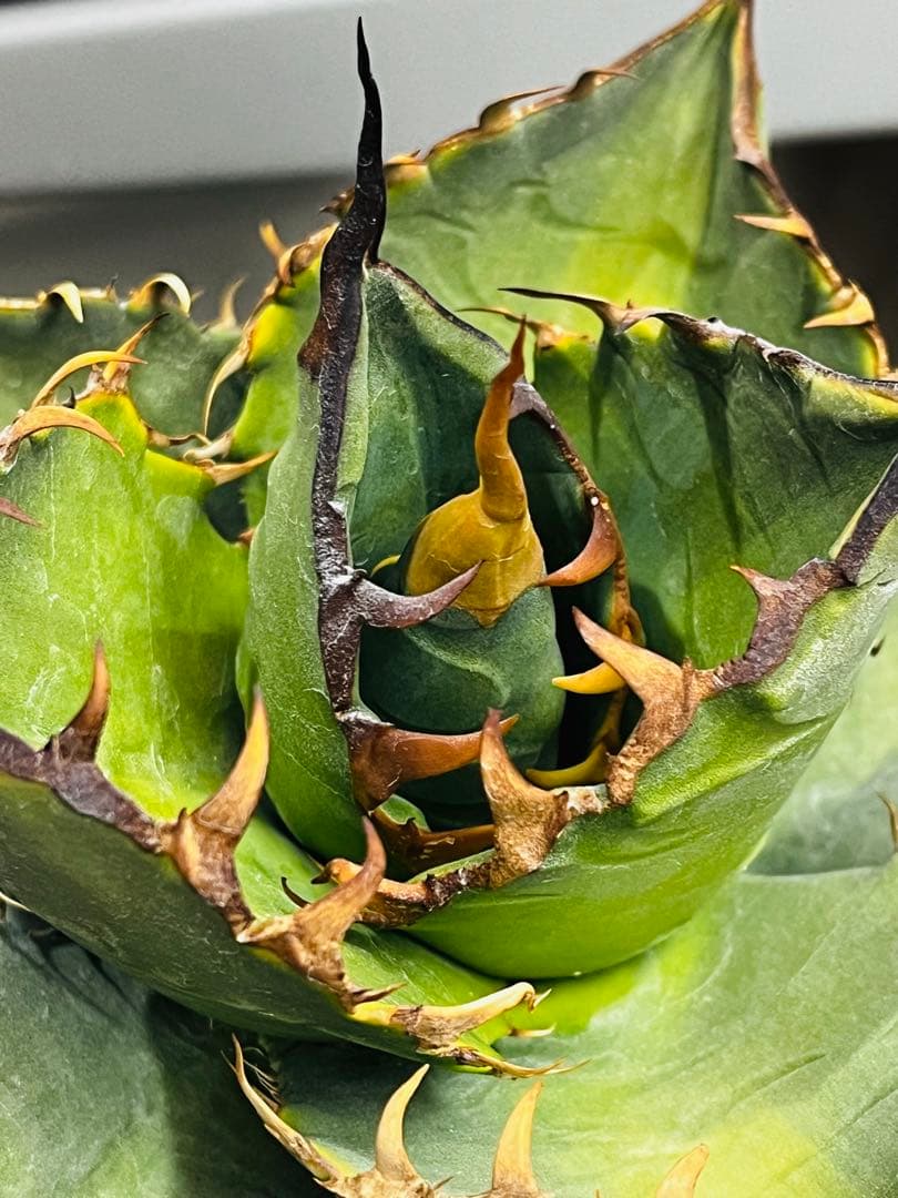 AGAVE TITANOTA GODZILLA OC 胴切り子株