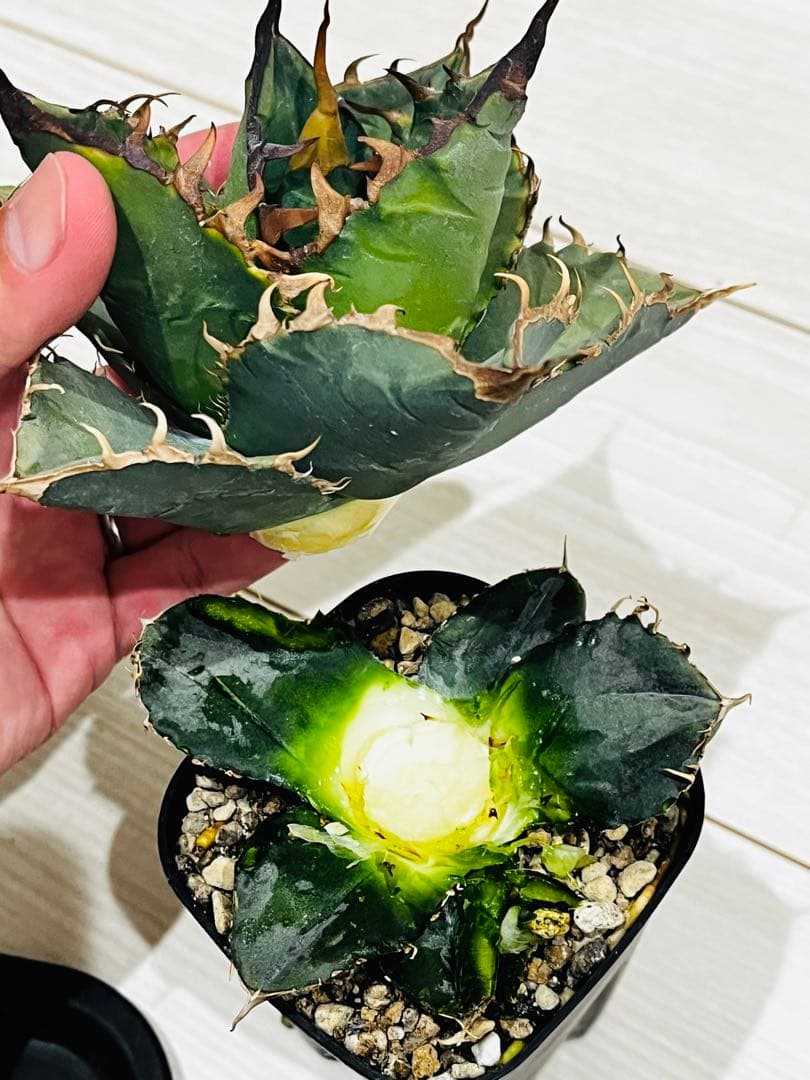 AGAVE TITANOTA GODZILLA OC 胴切り子株