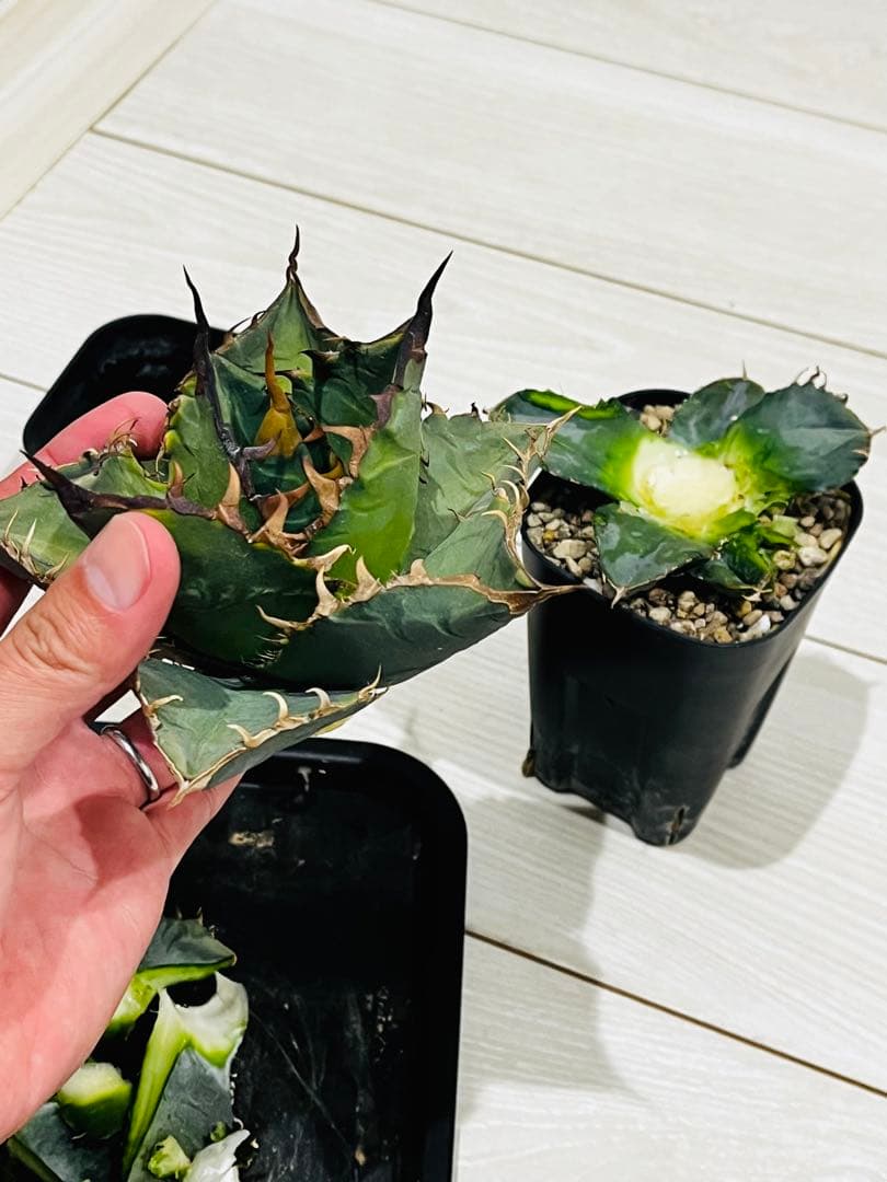 AGAVE TITANOTA GODZILLA OC 胴切り子株