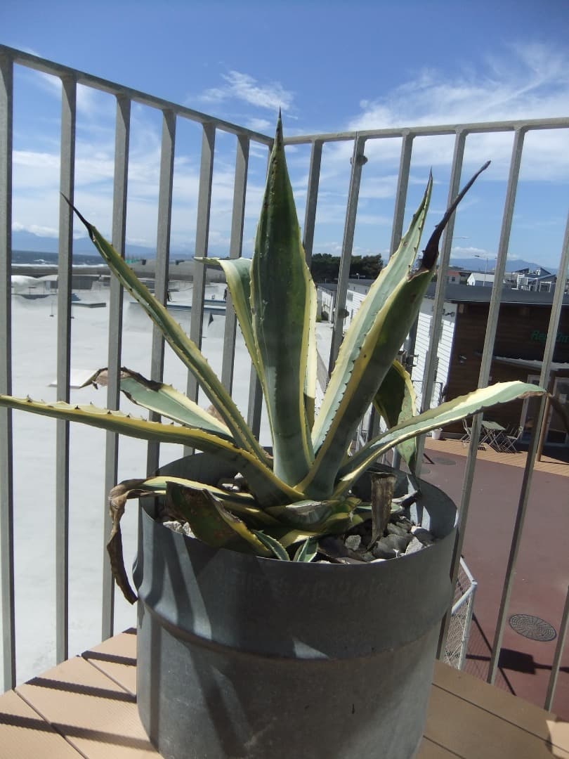 SDカード付き⭕️【動作確認済】FUJIFILM FinePix F80EXR