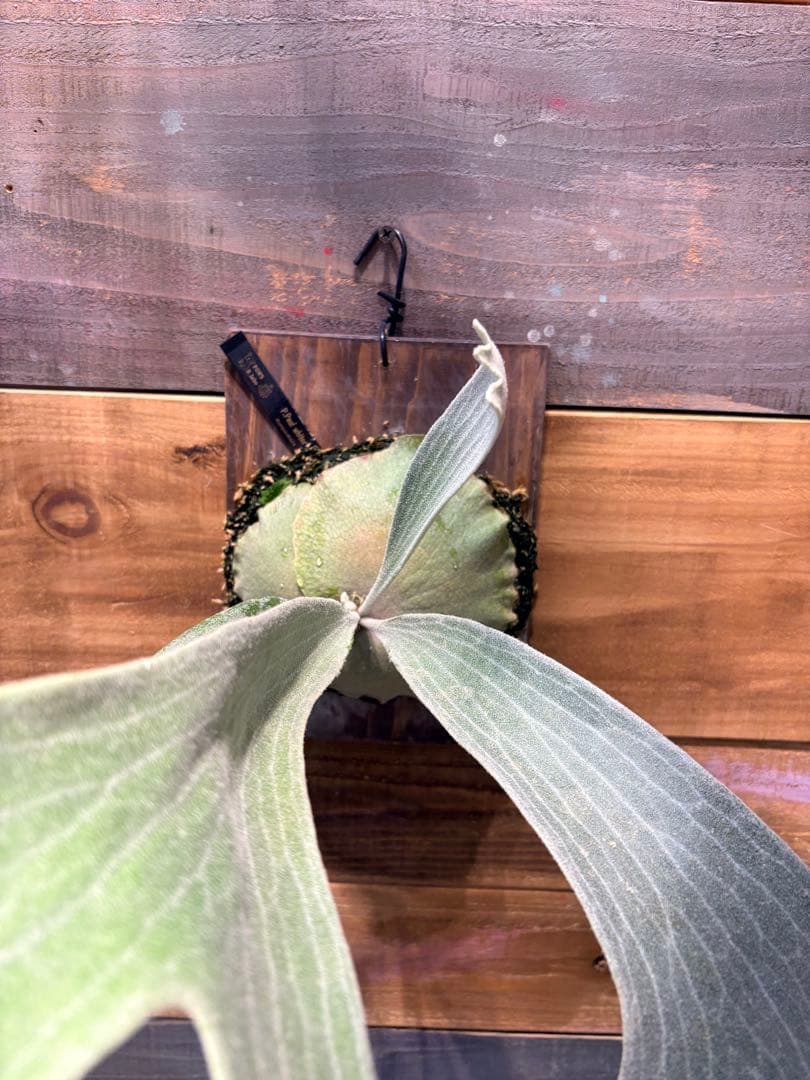 P.Paul whiter ビカクシダ　ポールホワイター白系ステッカー付当日発送