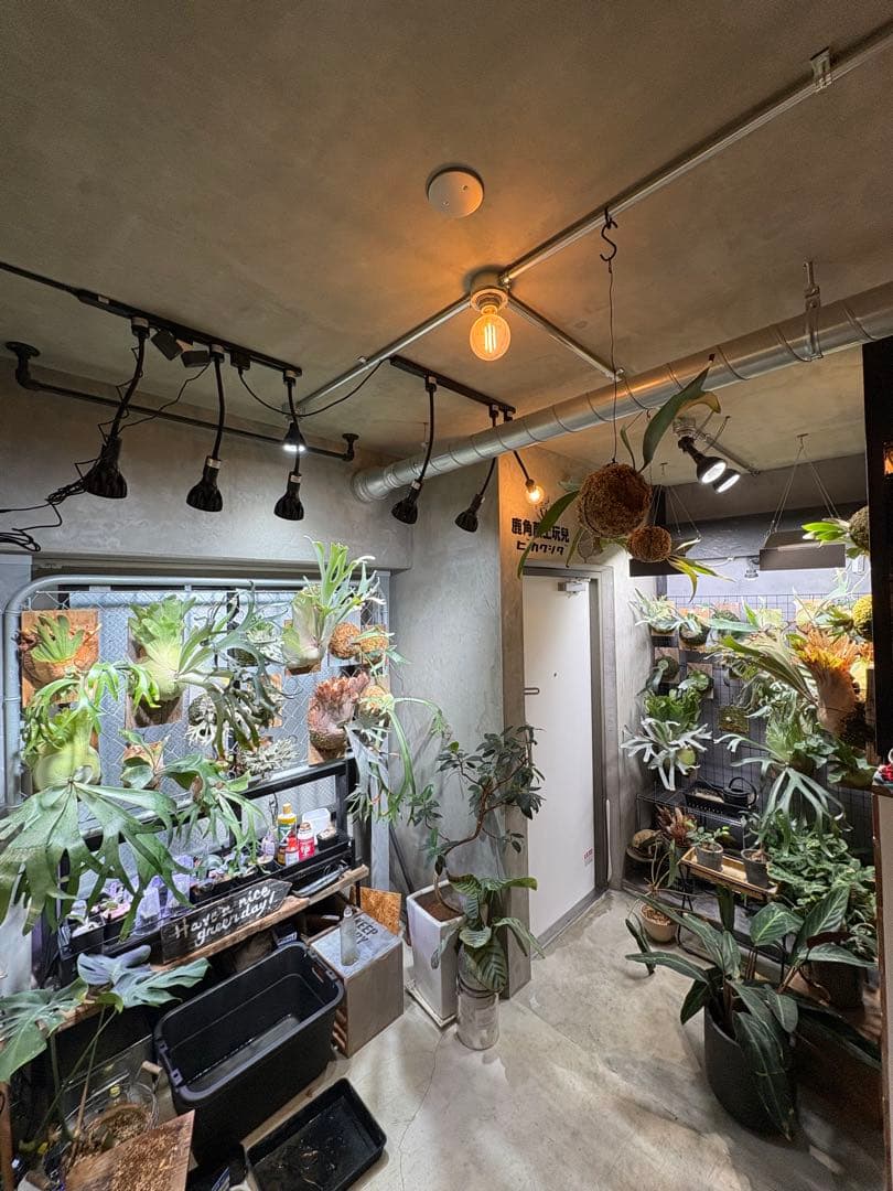 P.Paul whiter ビカクシダ　ポールホワイター白系ステッカー付当日発送