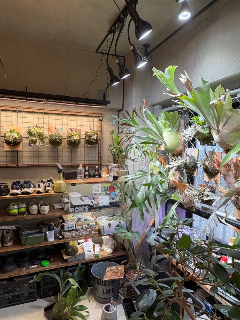 P.Paul whiter ビカクシダ　ポールホワイター白系ステッカー付当日発送