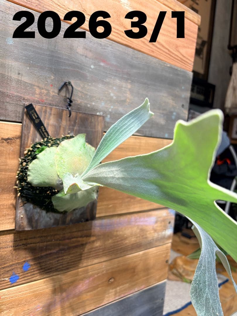 P.Paul whiter ビカクシダ　ポールホワイター白系ステッカー付当日発送