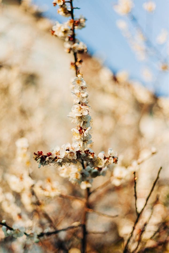 レンズ(単焦点) Canon 50mm 1.8 STM Lens