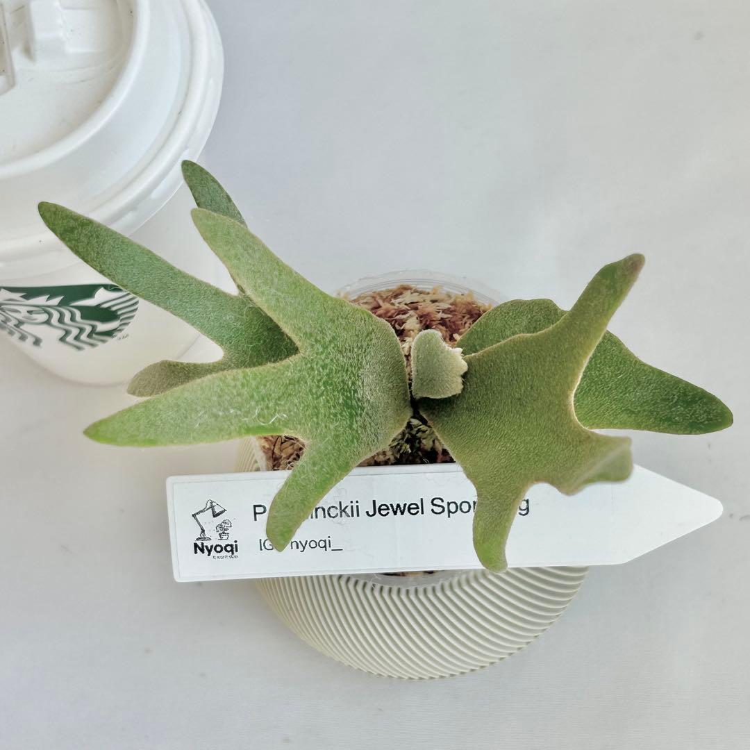 【SALE】P. willinckii Jewel Spore [53]