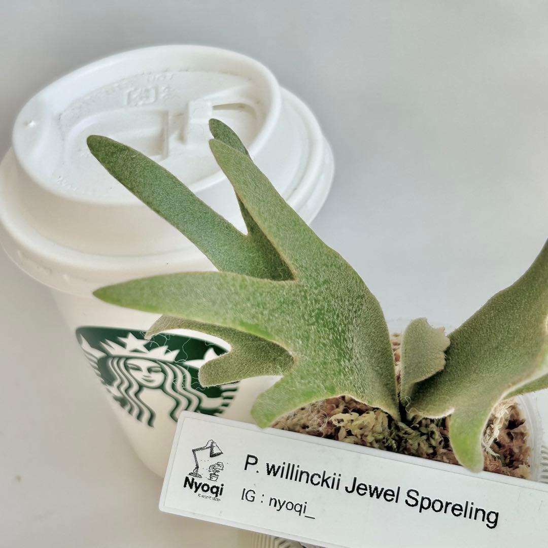 【SALE】P. willinckii Jewel Spore [53]