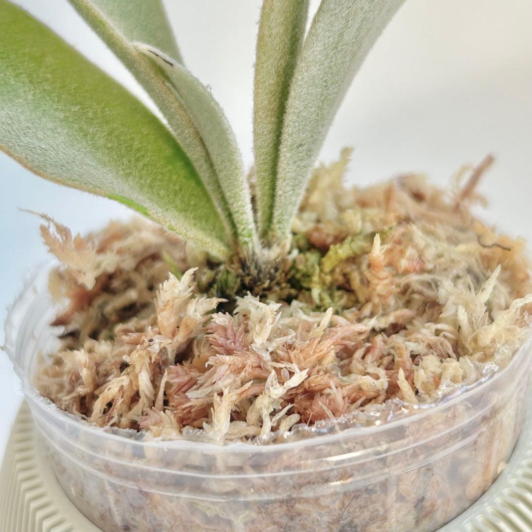 【SALE】P. willinckii Jewel Spore [53]