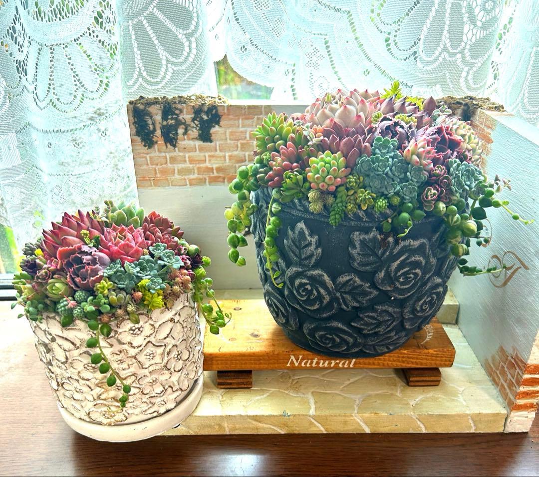 ❤️多肉植物植物そのまま飾れる❤️アンティーク鉢　ローズ柄　ブラックグレー❤️