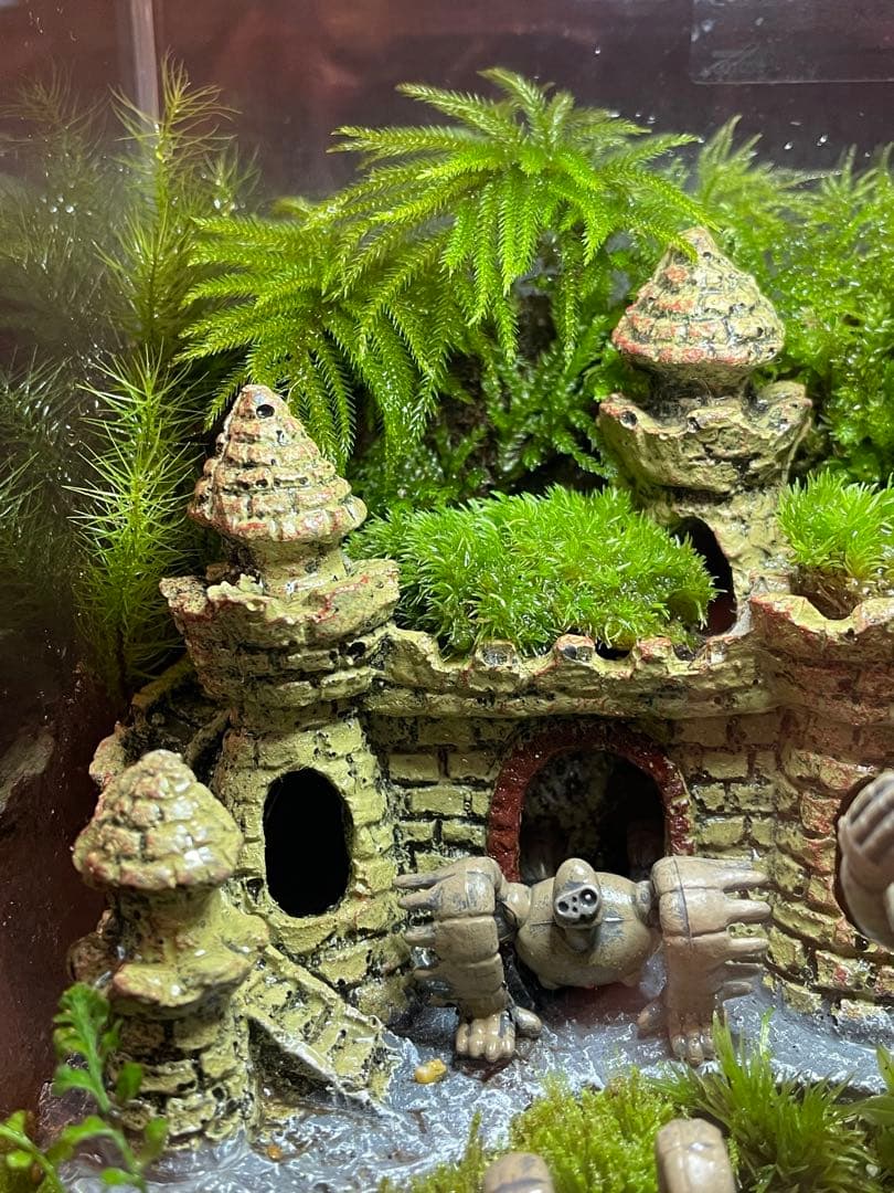 専用商品　苔テラリウム+ライト付　⑦