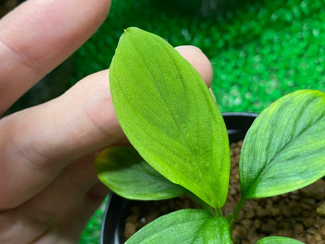 同梱割　Homalomena sp. 【LA0212-00】